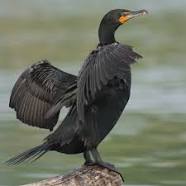 cormorant