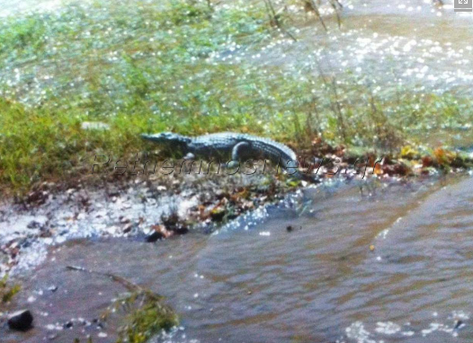 krokodeilos-rethymno-s